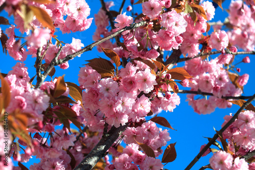 Pink flowers of cherry tree