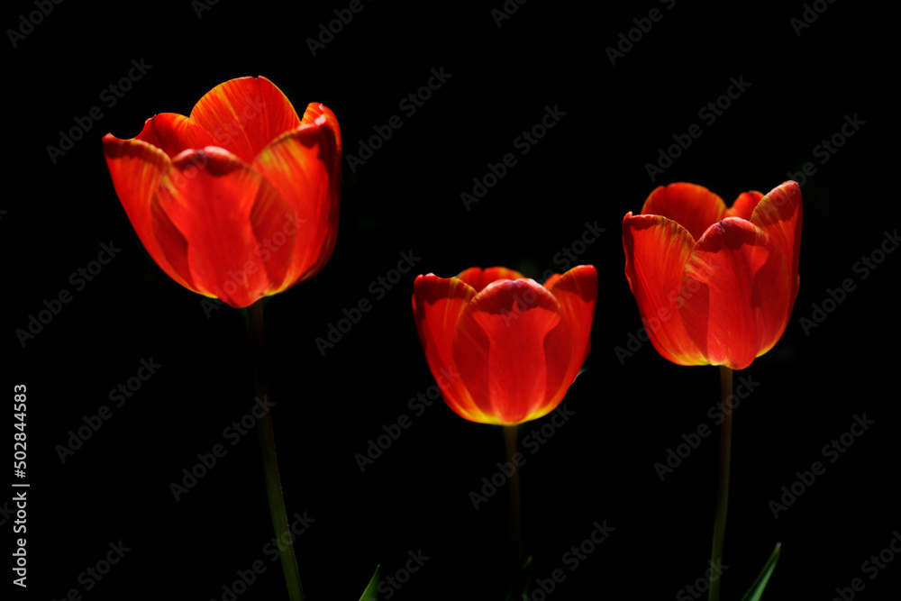 Fototapeta premium Red tulips on nature background