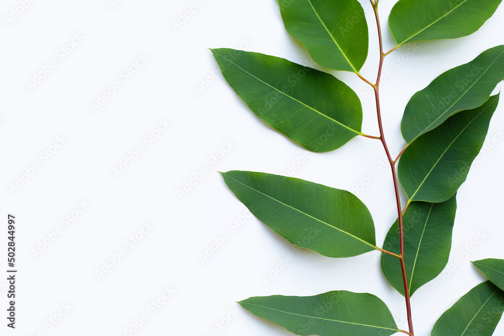 Eucalyptus leaves on white background.