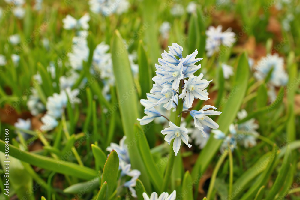 Flowering striped squill Puschkinia scilloides aka Snowdrift or Early Stardrift flowers Flowering striped squill Puschkinia scilloides aka Snowdrift or Early Stardrift flowers