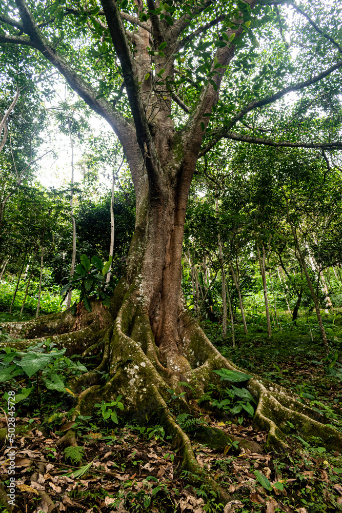 Jungla 1