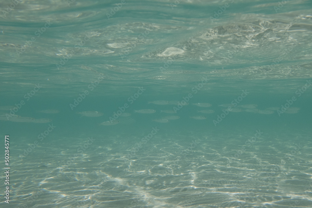 Obraz premium Underwater