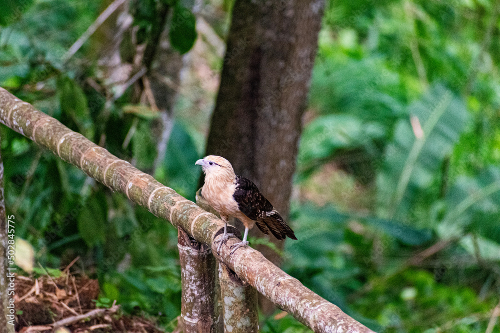 Obraz premium Halcón 2