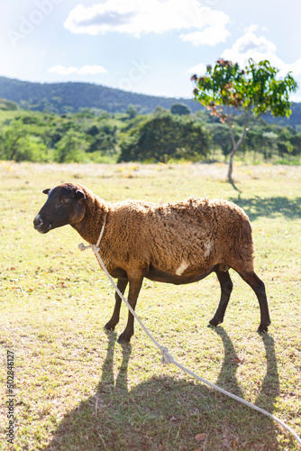 sheep in the park