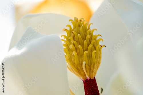 Magnolia and pollination, Closeup to Fallen of pollination stamens . Flower images.