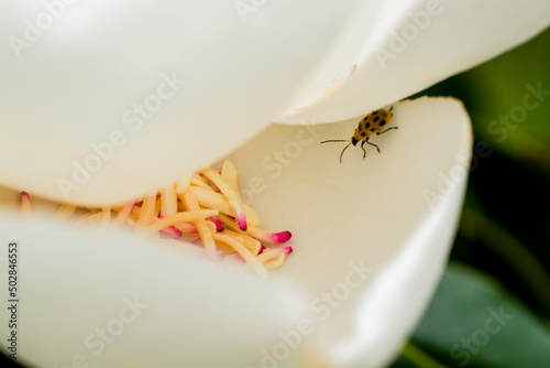Magnolia and pollination, Closeup to Fallen of pollination stamens with ladybug. Flower images.