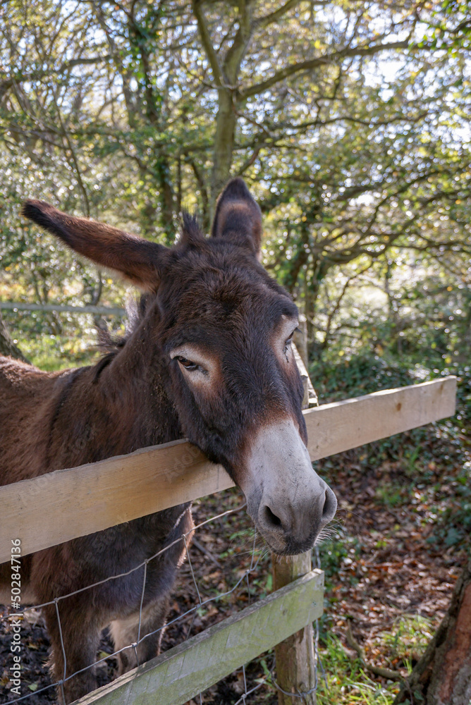 Cute brown donkey with head over wooden fence. Curious animal in field. Lonely mule seeking attention. Cute brown donkey with head over wooden fence. Curious animal in field. Lonely mule seeking attention.