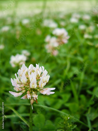 white clover in the garden