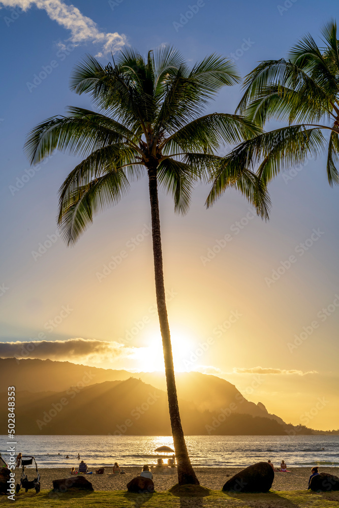 Palm Trees on the beach at Sunset