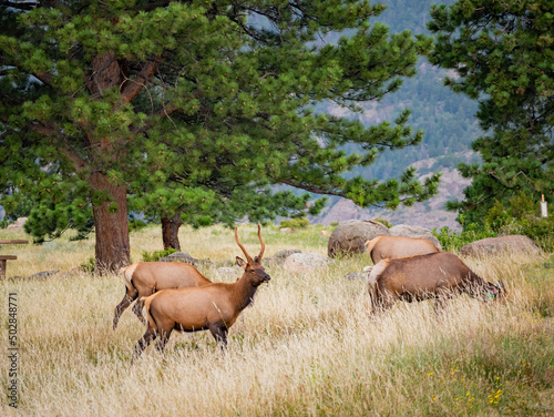 Wallpaper Mural Close up shot of a wild deer walking around Torontodigital.ca