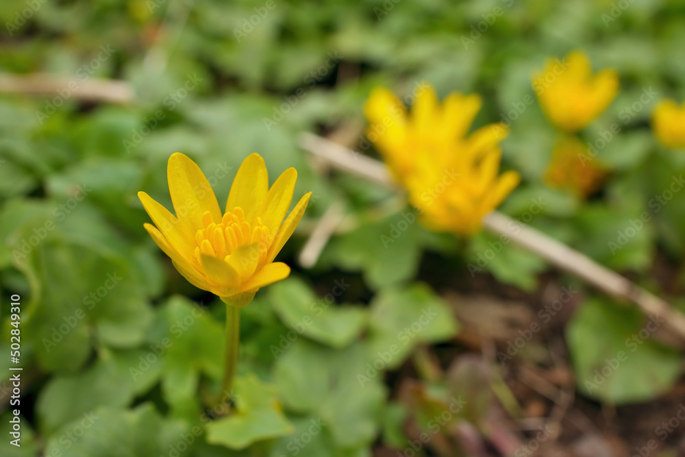 Low Angle Close up of Lesser Celandine Ranunculaceae Ficaria verna Huds Yellow Flower in Spring Low Angle Close up of Lesser Celandine Ranunculaceae Ficaria verna Huds Yellow Flower in Spring