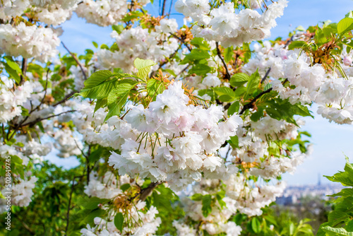 Cerisier japonais à fleurs blanches  photo