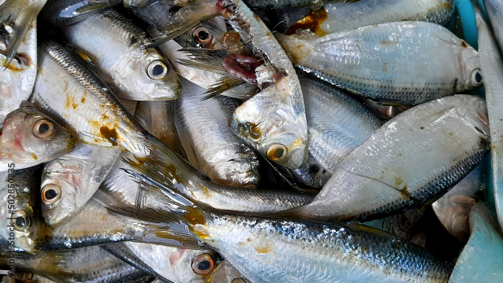Fototapeta premium Fresh seafood, group of raw fishes for sale