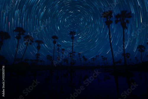 The stars night of startails over of toddy palm field in Thailand - Pathum Thani province photo