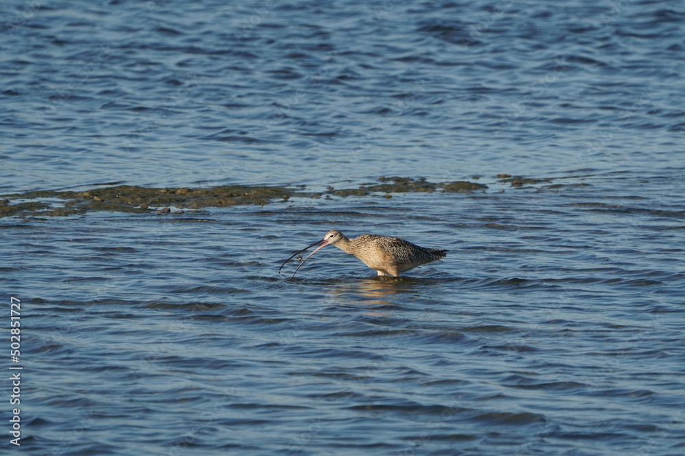 Obraz premium Curlew Crunch