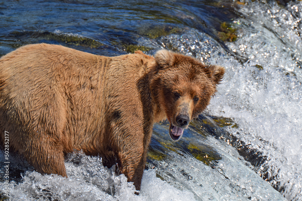 Grizzly bear trying to catch salmon, Katmai National Park, Alaska, USA Grizzly bear trying to catch salmon, Katmai National Park, Alaska, USA