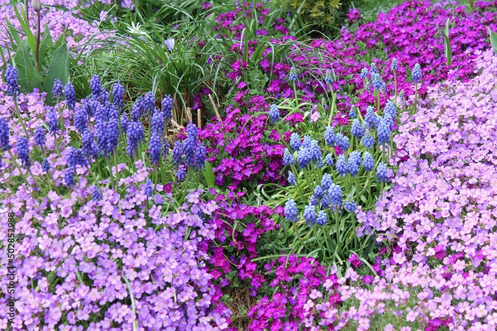 Beet mit wunschönen Frühlingsblumen: Blaukissen und Traubenhyazinthen