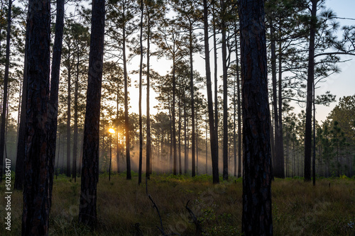 Fototapeta Naklejka Na Ścianę i Meble -  Morning Sun Streaming Through the Longleaf Pines