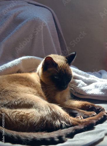 siamese cat thinking about life