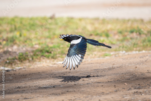 Flying yellow billed magpie