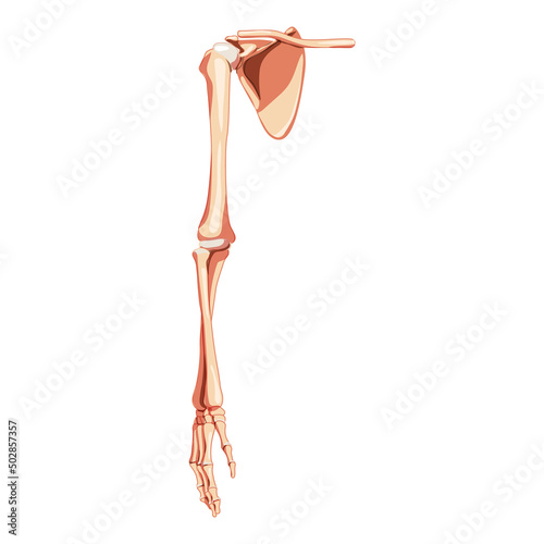 Upper limb Arm with Shoulder girdle Skeleton Human front Anterior ventral view. Anatomically correct clavicle, scapula, forearms realistic flat concept Vector illustration isolated on white background