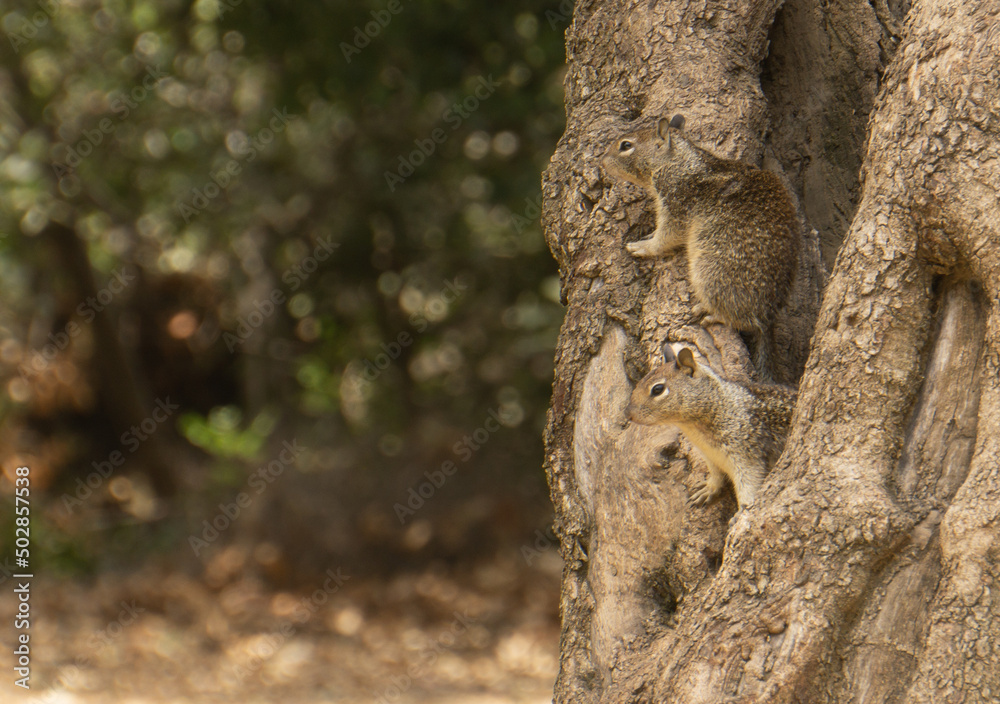squirrel on a tree