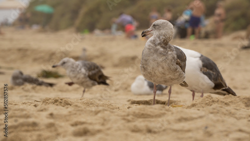 brown seegull on a beach
