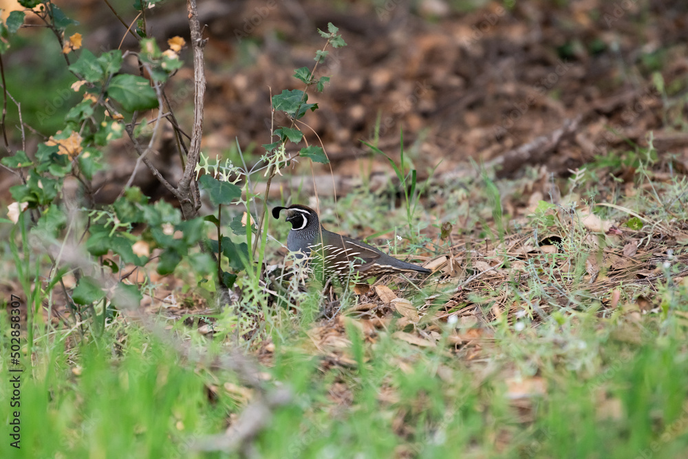 Quail in the grass