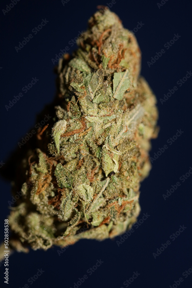 Weed bud close up botanical modern background high quality big size prints cannabis sativa family cannabaceae home decor wall poster Weed bud close up botanical modern background high quality big size prints cannabis sativa family cannabaceae home decor wall poster