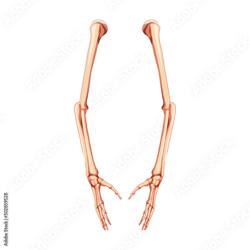 Arms Skeleton Human side lateral view. Set of hands, forearms, humerus, ulna, radius, phalanges Anatomically correct realistic flat natural color Vector illustration of isolated on white background