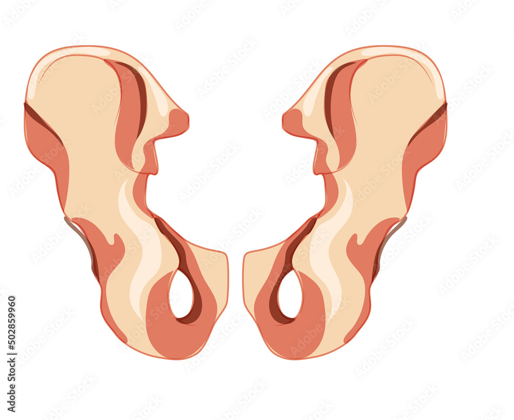 Skeleton hip bone os coxae, innominate, pelvic coxal bone Human back view. Set of Anatomically correct 3D realistic flat natural color concept. Vector illustration of anatomy isolated white background Skeleton hip bone os coxae, innominate, pelvic coxal bone Human back view. Set of Anatomically correct 3D realistic flat natural color concept. Vector illustration of anatomy isolated white background