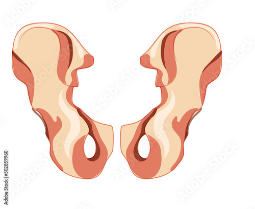 Skeleton hip bone os coxae, innominate, pelvic coxal bone Human back view. Set of Anatomically correct 3D realistic flat natural color concept. Vector illustration of anatomy isolated white background