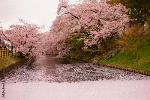 Pink Cherry Blossom Petal Carpet or Hanaikada on the Pond Moat of Hirosaki Castle in Aomori, Japan - 日本 青森 弘前城 お濠 桜の花 花筏 photo