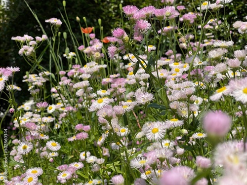 field of flowers