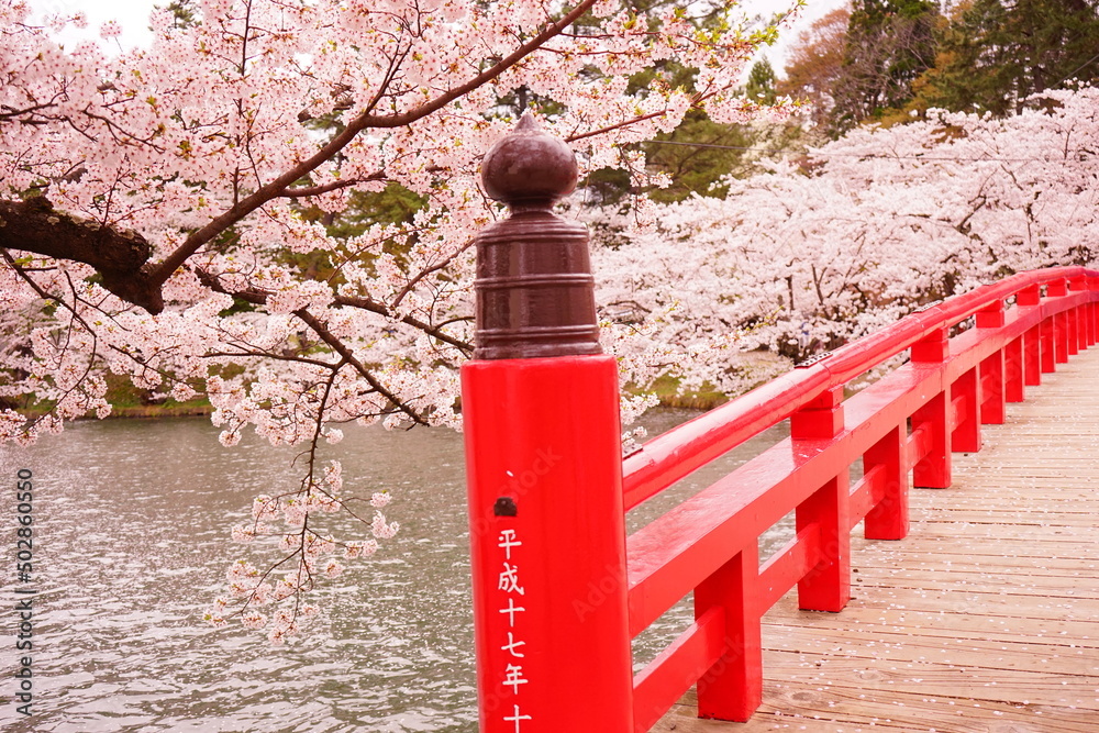 Japanese Red Colored Bridge and Pink Sakura, Cherry Blossoms blooming at Moat of Hirosaki Castle in Aomori, Japan - 日本 青森 弘前城 西濠 春陽橋 桜の花 Japanese Red Colored Bridge and Pink Sakura, Cherry Blossoms blooming at Moat of Hirosaki Castle in Aomori, Japan - 日本 青森 弘前城 西濠 春陽橋 桜の花