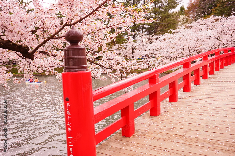 Japanese Red Colored Bridge and Pink Sakura, Cherry Blossoms blooming at Moat of Hirosaki Castle in Aomori, Japan - 日本 青森 弘前城 西濠 春陽橋 桜の花 Japanese Red Colored Bridge and Pink Sakura, Cherry Blossoms blooming at Moat of Hirosaki Castle in Aomori, Japan - 日本 青森 弘前城 西濠 春陽橋 桜の花