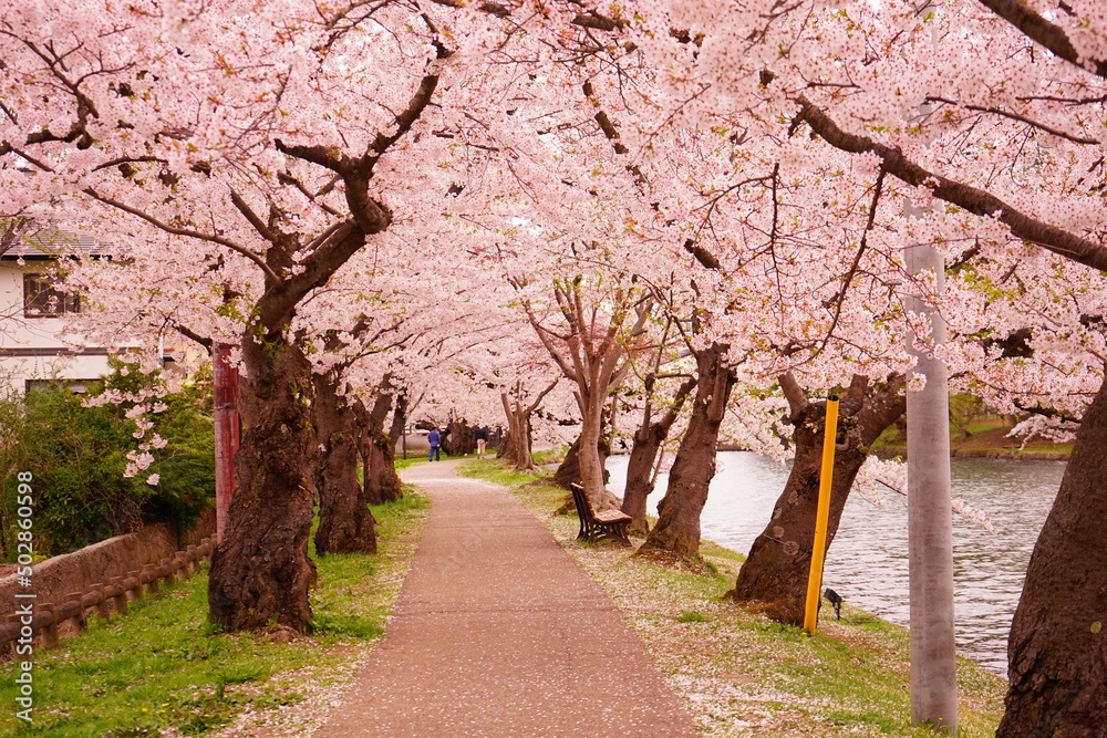 Pink Sakura or Cherry Blossom Tunnel at Hirosaki Castle in Aomori, Japan - 日本 青森 弘前城 桜のトンネル Pink Sakura or Cherry Blossom Tunnel at Hirosaki Castle in Aomori, Japan - 日本 青森 弘前城 桜のトンネル