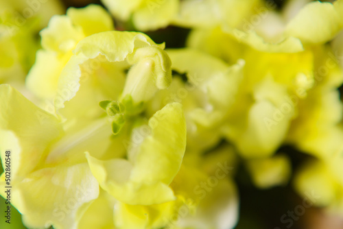 黄色い金魚草の花 