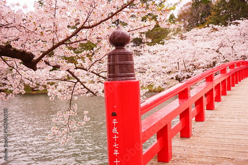 Japanese Red Colored Bridge and Pink Sakura, Cherry Blossoms blooming at Moat of Hirosaki Castle in Aomori, Japan - 日本 青森 弘前城 西濠 春陽橋 桜の花