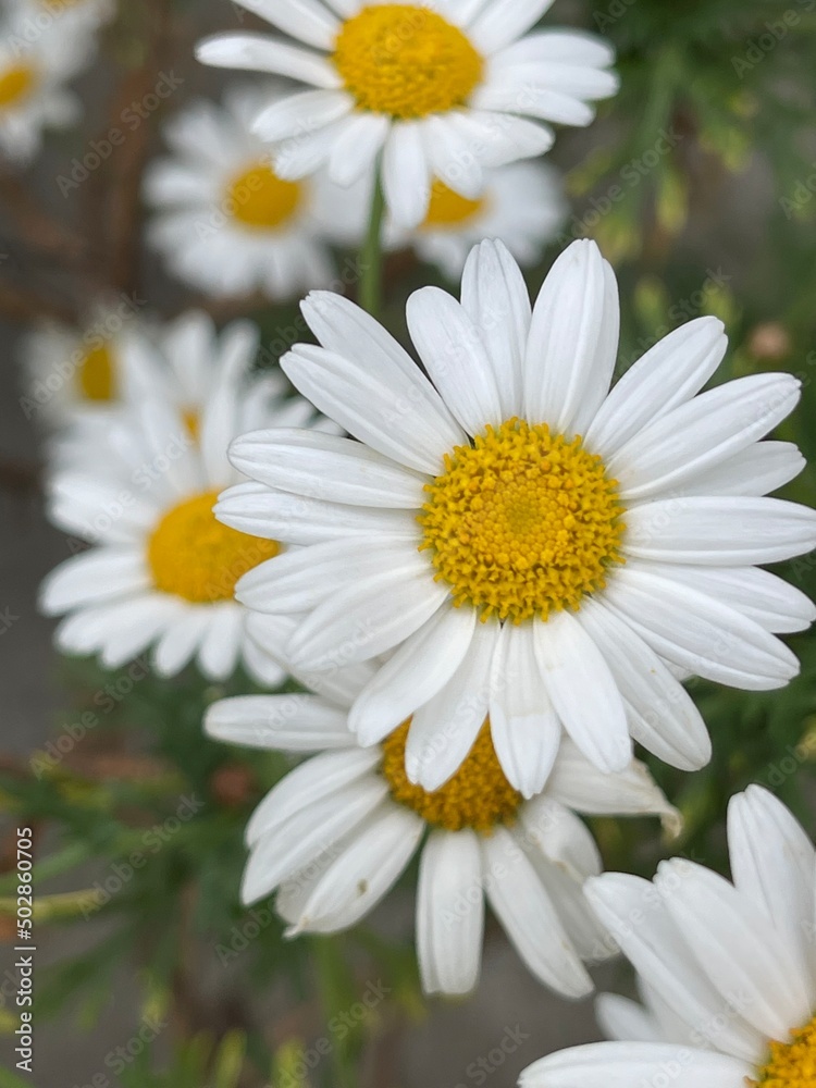 daisies in a garden daisies in a garden