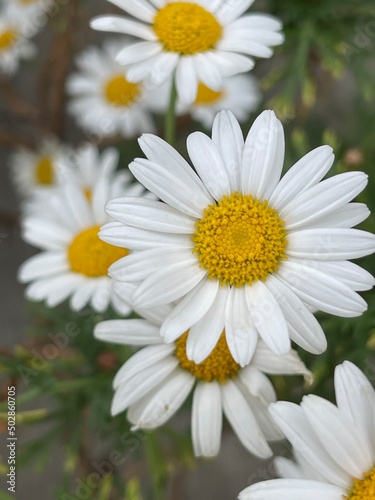 daisies in a garden