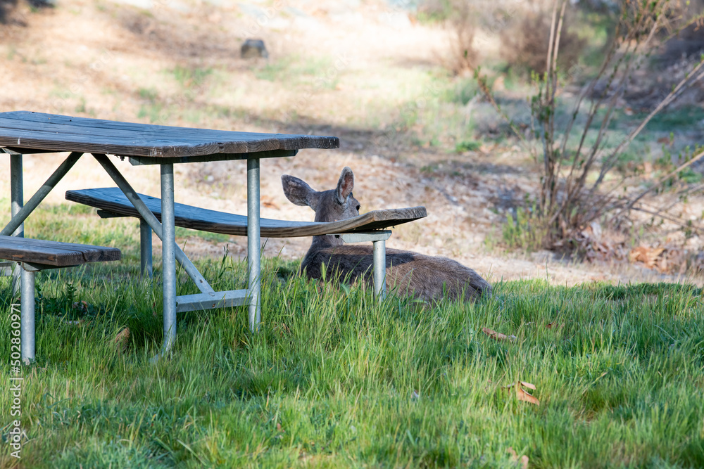 Deer behind a picnic table