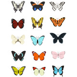 Collection of multicolored butterflies. Vector illustration