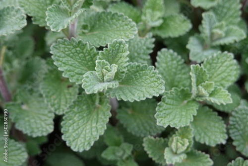 The Faassen’s catnip enriches the garden with numerous lavender-blue flowers, which are very popular with bees, and a wonderfully fragrant foliage.