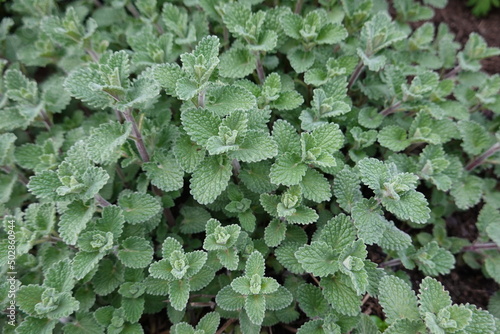 Nepeta × faassenii, a flowering plant also known as catmint and Faassen's catnip, is a primary hybrid of garden origin.