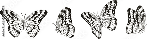 Vector set of beautiful colorful butterflies on a white background photo