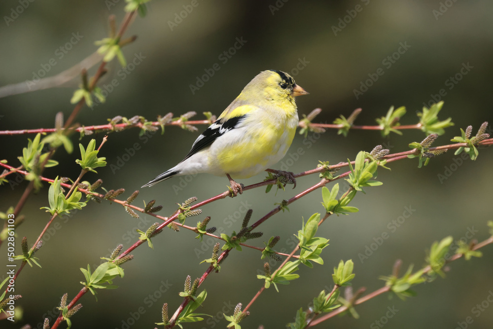 Male and Female goldfinches half way through molt on a spring day flapping and fighting over food and mates
Male and Female goldfinches half way through molt on a spring day flapping and fighting over food and mates