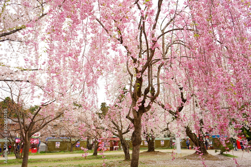 Drooping Pink Sakura or Cherry Blossom Flower at Hirosaki Castle in Aomori, Japan - 日本 青森 弘前城 しだれ桜 Drooping Pink Sakura or Cherry Blossom Flower at Hirosaki Castle in Aomori, Japan - 日本 青森 弘前城 しだれ桜