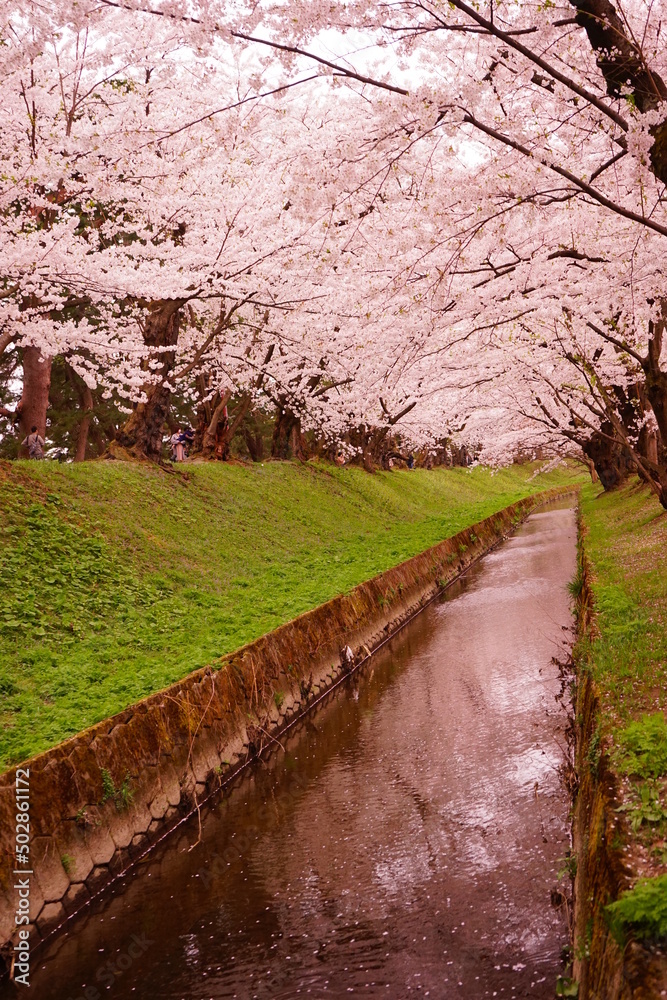 Pink Sakura or Cherry Blossom Tunnel and Moat at Hirosaki Castle in Aomori, Japan - 日本 青森 弘前城 お濠 桜のトンネル Pink Sakura or Cherry Blossom Tunnel and Moat at Hirosaki Castle in Aomori, Japan - 日本 青森 弘前城 お濠 桜のトンネル