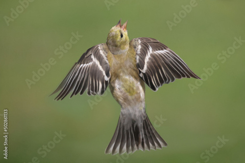 Male and Female goldfinches half way through molt on a spring day flapping and fighting over food and mates 